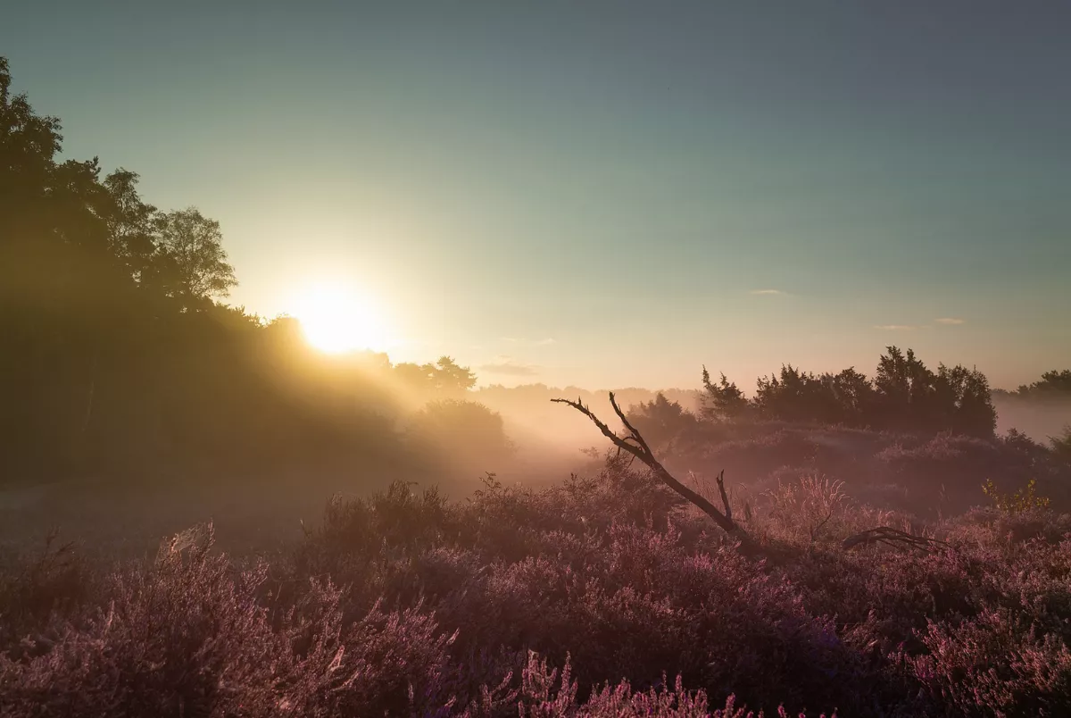 Nationalpark Dwingelderveld